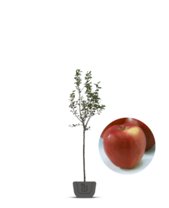 Appelboom | Malus domestica Gloster