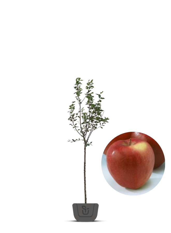 Appelboom | Malus domestica Gloster