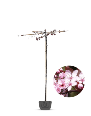 Daksierpruim | Prunus cerasifera Nigra