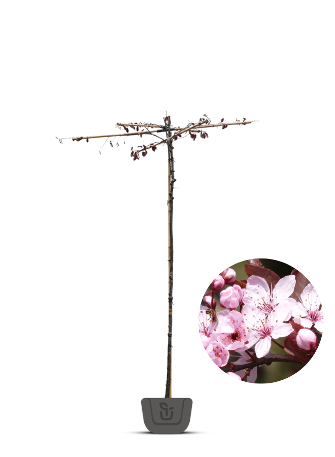 Daksierpruim | Prunus cer. Nigra