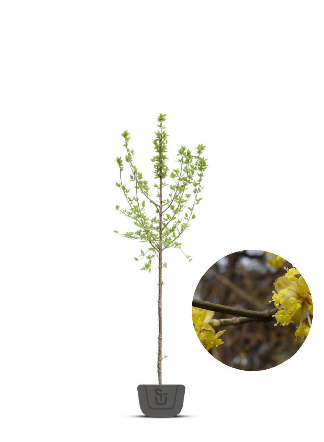 Gele Kornoelje | Cornus mas
