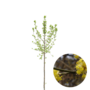 Gele Kornoelje | Cornus mas
