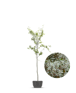 Krentenboom | Amelanchier Lamarckii