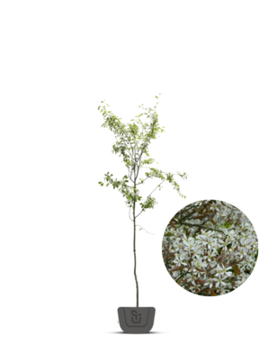 Krentenboom | Amelanchier Lamarkii