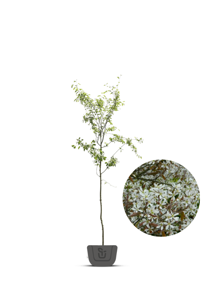 Krentenboom | Amelanchier Lamarckii