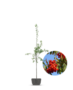Lijsterbes | Sorbus aucuparia