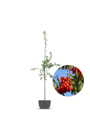 Lijsterbes | Sorbus aucuparia