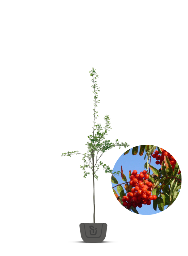 Lijsterbes | Sorbus aucuparia