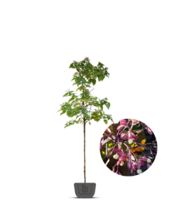 Pindakaasboom | Clerodendrum Trichotomum