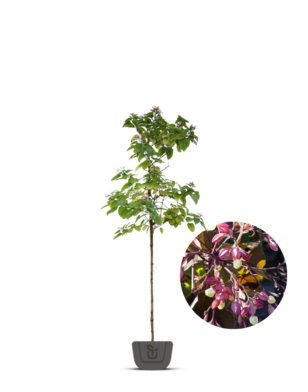 Pindakaasboom | Clerodendrum Trichotomum