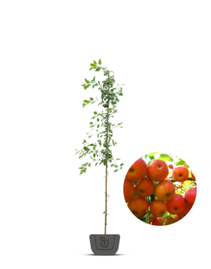 Sierappel | Malus Evereste