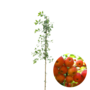 Sierappel | Malus Evereste