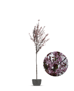 Sierpruim | Prunus cer. Nigra
