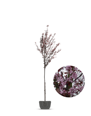 Sierpruim | Prunus cerasifera Nigra