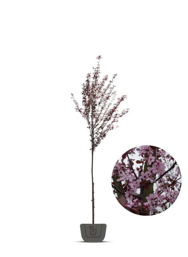 Sierpruim | Prunus cerasifera Nigra