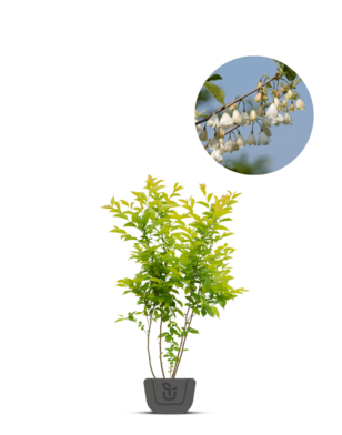 Sneeuwklokjesboom | Halesia carolina | meerstammig