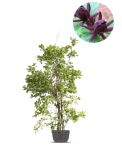 Specerijstruik | Calycanthus floridus