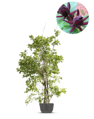 Specerijstruik | Calycanthus floridus