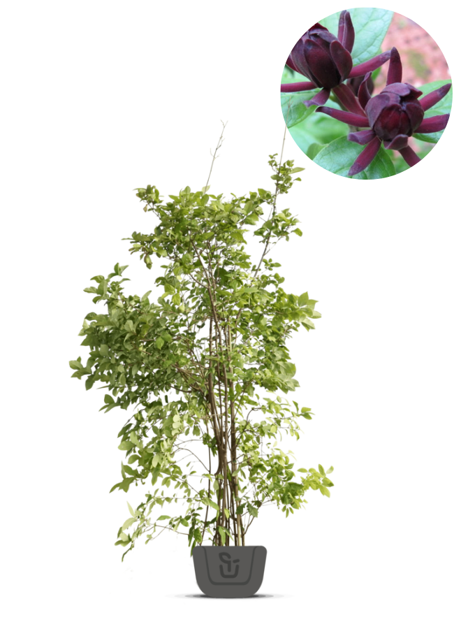 Specerijstruik | Calycanthus floridus