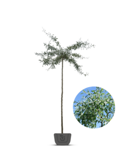 Treursierpeer | Pyrus salicifolia Pendula