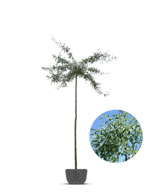 Treursierpeer  | Pyrus salicifolia Pendula