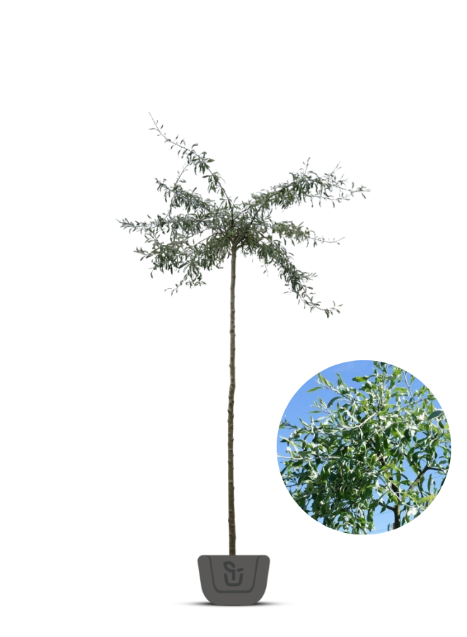 Treursierpeer | Pyrus salicifolia Pendula