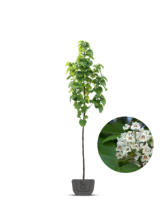 Trompetboom | Catalpa bignonioides