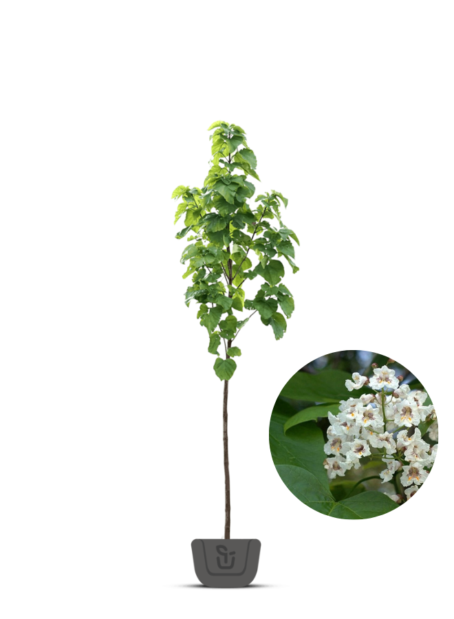 Trompetboom | Catalpa bignonioides