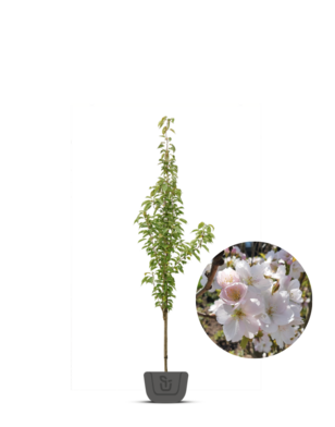 Zuilsierkers | Prunus serrulata Amanogawa