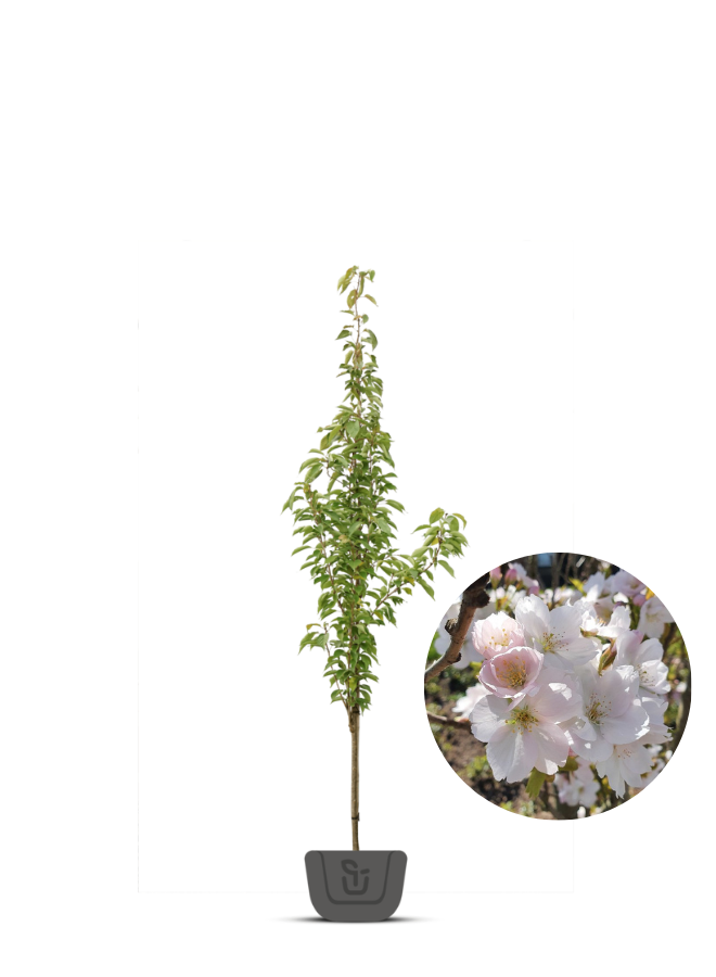 Zuilsierkers | Prunus serrulata Amanogawa