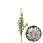 Zuilsierkers | Prunus serrulata Amanogawa