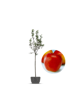 Appelboom | Malus domestica Gala Must