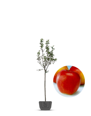 Appelboom | Malus domestica Gala Must