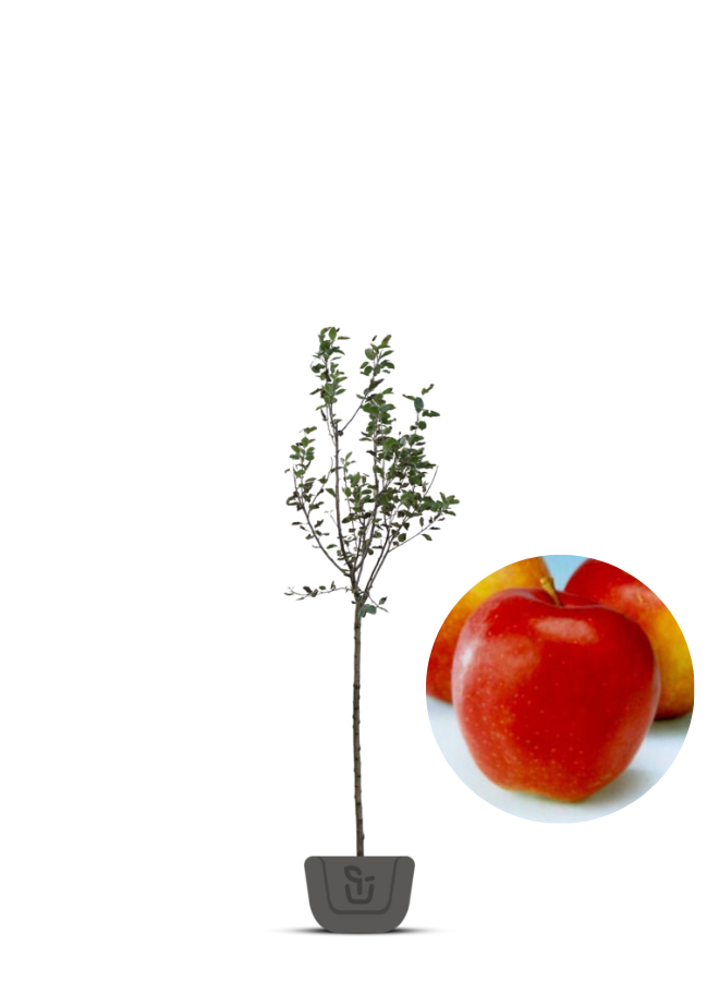 Appelboom | Malus domestica Gala Must