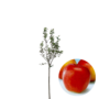 Appelboom | Malus domestica Gala Must