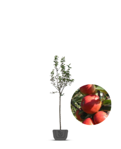Appelboom | Malus domestica Braeburn