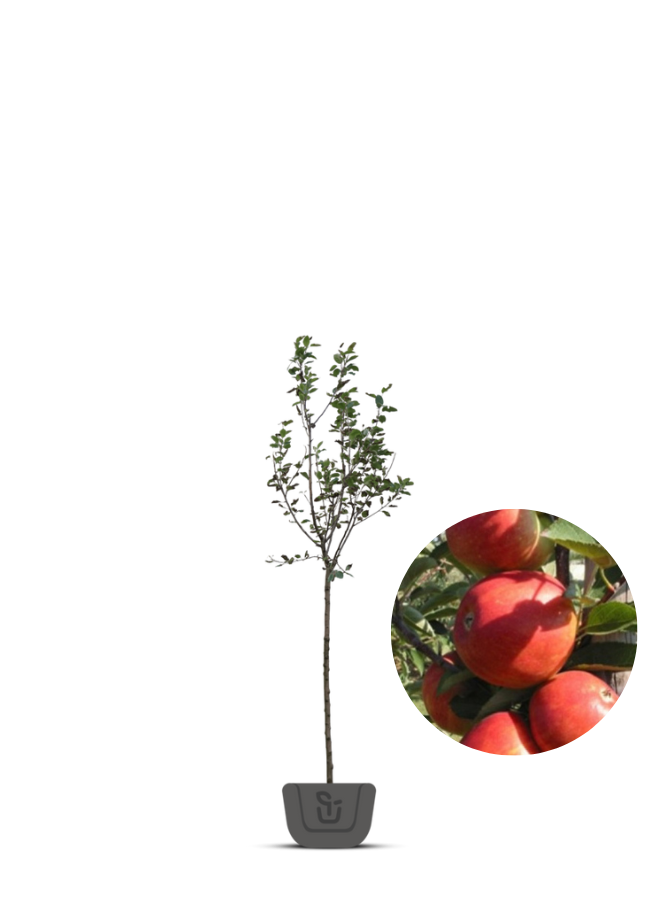 Appelboom | Malus domestica Braeburn