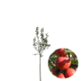 Appelboom | Malus domestica Braeburn