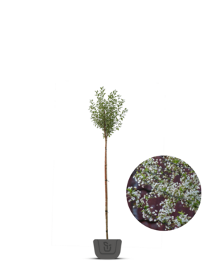 Bolkers | Prunus eminensis Umbraculifera | bolboom