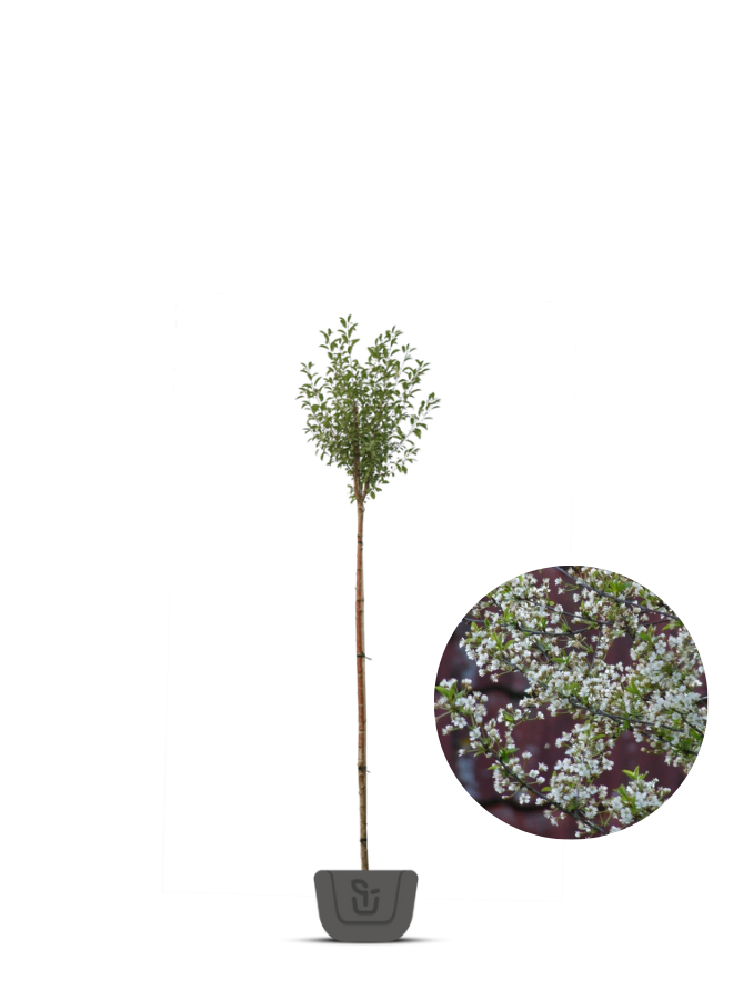 Bolkers | Prunus eminensis Umbraculifera | bolboom