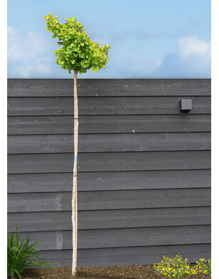 Japanse notenboom | Ginkgo biloba Mariken