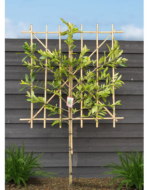 Laurier als leiboom | Prunus laurocerasus Elly