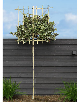 Olijfwilg als groenblijvende leiboom | Elaeagnus ebbingei