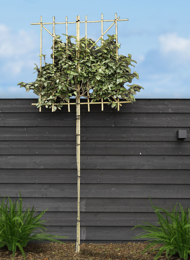 Olijfwilg als groenblijvende leiboom | Elaeagnus ebbingei