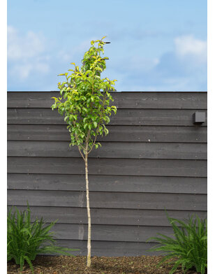 Perenboom | Pyrus communis Conference