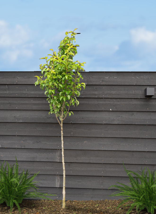 Perenboom | Pyrus communis Conference