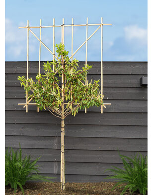 Portugese laurier als leiboom | Prunus lusitanica Angustifolia