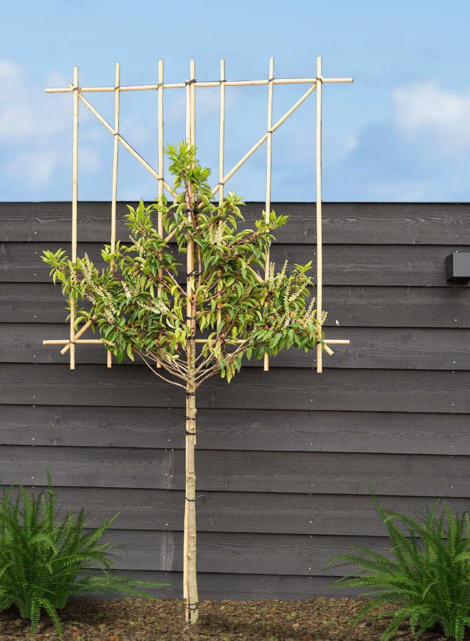 Portugese laurier als leiboom | Prunus lusitanica Angustifolia