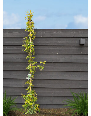 Toscaanse jasmijn | klimplant | Sterjasmijn