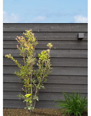 Steeneik | Quercus Ilex | meerstammig